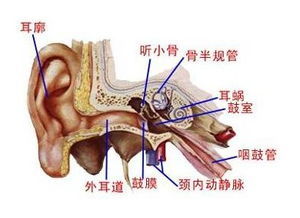 艾灸双耳彻底治愈了困扰了多时的外耳道湿疹 外耳道炎治疗方法