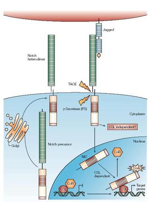 Notch信号通路 notch信号通路 酶