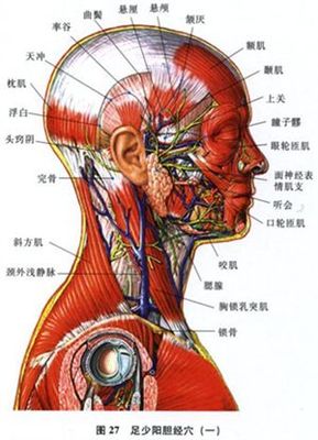 ◎足少阳胆经要穴主治歌(28穴) 足少阳胆经主治歌诀