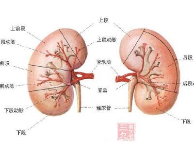 滋阴补肾的食物 滋阴的食品