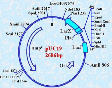 质粒与载体 puc系列质粒载体