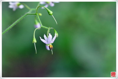 茄科草质藤本：白英与野海茄