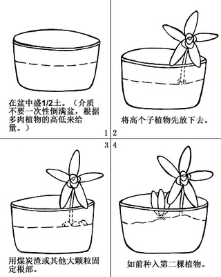 多肉植物大和锦的选购及繁殖介绍 多肉植物怎么繁殖