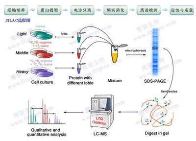 iTRAQ实验技术和SILAC实验技术 silac技术