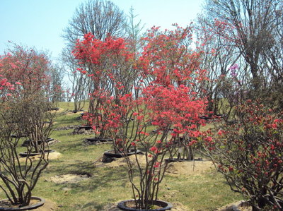 2011.4.20上海松江之旅（4）上海辰山植物园、华东最大植物园、矿 松江辰山植物园门票