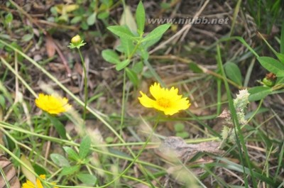 心静如水,人淡如菊(散文诗） 人淡如菊