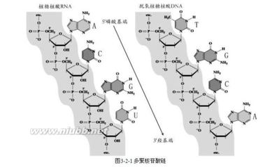 学佛小记5DNA的分子结构 dna分子的结构是什么