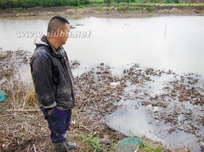 浙江整治牛蛙养殖，环境帐倒逼粗放养殖 牛蛙养殖成本