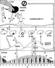 初服雌激素的身体变化 雌激素周期变化