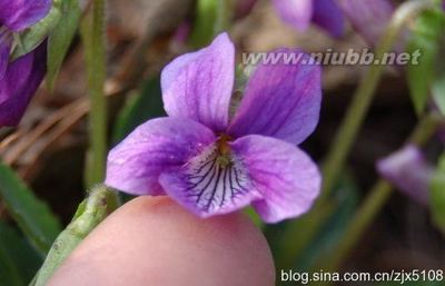 识早开堇菜与紫花地丁记 紫花堇菜