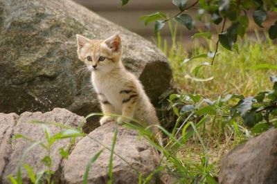 一只可爱小花猫[组图] 可爱的小花猫100字