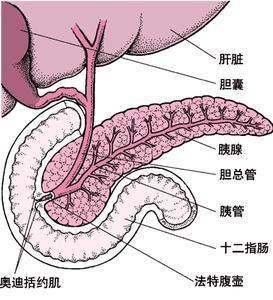 胰腺囊肿的故事 胰腺囊肿的症状及治疗