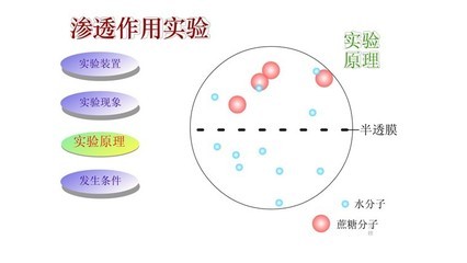 吸胀作用与渗透作用 皮肤的渗透和吸收作用