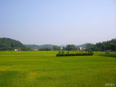 我爱家乡的“野鱼” 我爱家乡的田野400