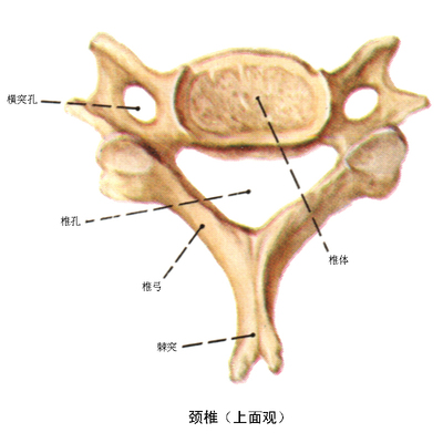 髋关节脱位（dislocationofhipjoint） misfit dislocation