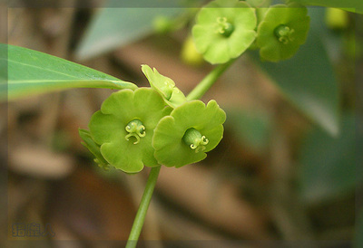 黑面神石柑子千里光等几种植物找到名啦 千里光