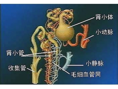 肾脏排尿过程 直小血管