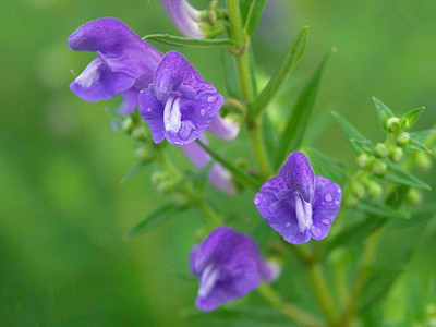 黄芩素(baicalein)是黄芩根中的主要有效成分 黄芩素价格