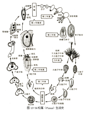 植物分类教程之裸子植物 裸子植物分类系统