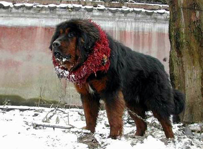 比藏獒凶猛的犬-比藏獒凶猛的狗-比藏獒还凶的狗 最凶猛藏獒打架视频