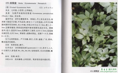 [图文集]中草药标准彩色图谱（6）——全草、其它类 中草药彩色图谱下载