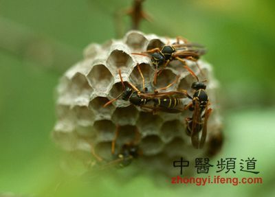 马蜂窝消肿止痛 可治5种病 消肿止痛膏