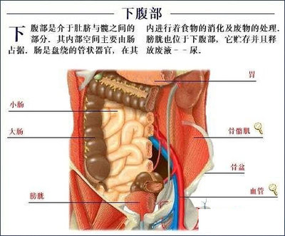 医学爱好者必知：全套人体解剖图(55P)