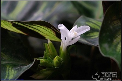 见过孔雀竹芋开花吗? 孔雀竹芋图片