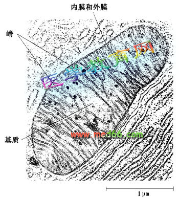 线粒体的形态、大小、数量和分布 线粒体的形态