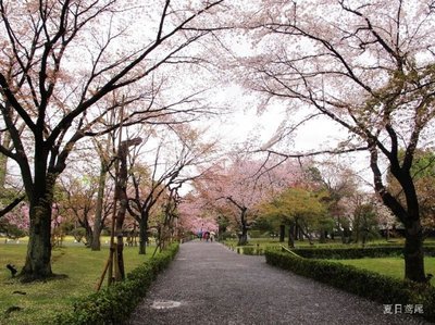 【京都】樱花飞雨二条城 京都樱花