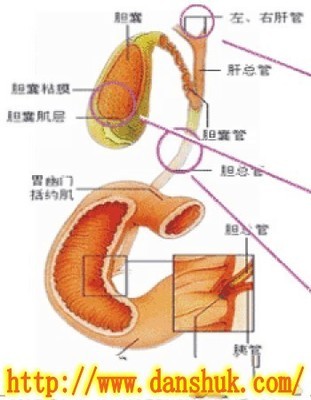 胆囊炎手术后遗症【深圳讲坛】 胆囊炎摘除手术后遗症