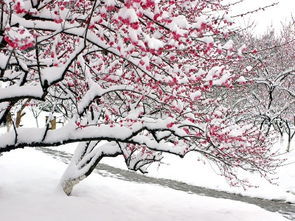 冬雪古诗 咏雪联句