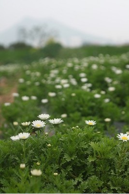 厦门园博苑小攻略--花海与灯展，孩子们的欢乐 厦门翔安香山花海