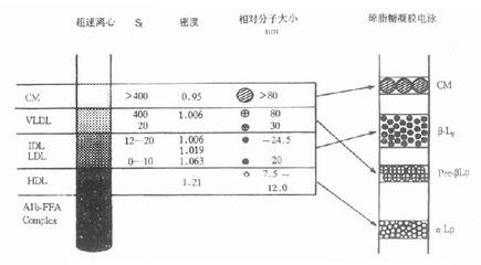 认识血浆脂蛋白 血浆脂蛋白代谢