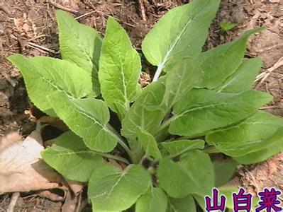 家乡常见山野菜 山野菜栽培技术