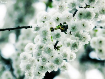 还是放乖点好——张沛然_在成长的待雪草 待雪草花语