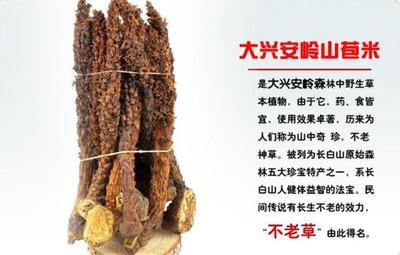 列当(不老草又名草苁蓉) 草苁蓉怎么吃