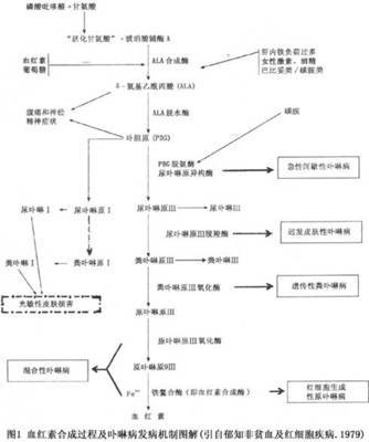 184血卟啉病 卟啉病为什么要喝血