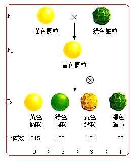 孟德尔第一定律（分离定律）基础题型 孟德尔分离定律