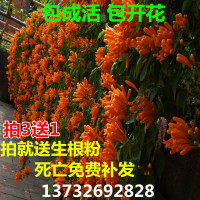 炮仗花图片和介绍 凌霄花和炮仗花的区别