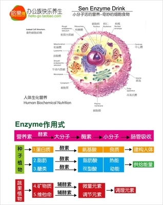 酵素的功效 综合植物酵素的作用