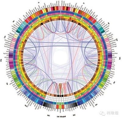 从希望到添头，范霍恩的轨迹 范霍恩官网