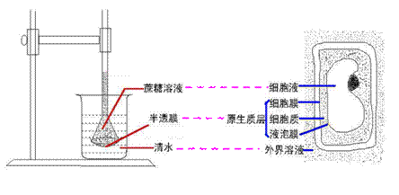 植物细胞质壁分离实验 质壁分离的条件