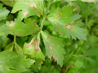 芹菜叶斑病及其防治 芹菜病害与防治