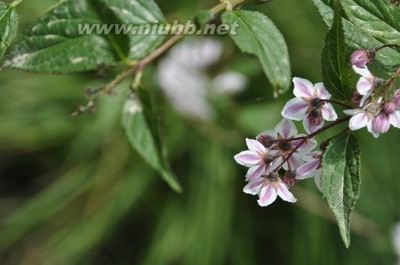 上海植物园中的溲疏 小花溲疏