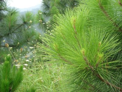 神药--松针熬水(后附松针药用知识)-松针的药用价值 松针药用价值