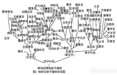 被子植物分类原则 豆目三科的进化关系