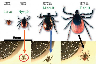 叮咬后能致人死地的蜱虫是什么样子 蜱虫叮咬