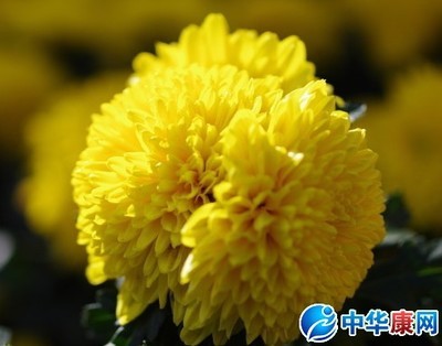 关于菊花的诗句 关于菊花的诗句有哪些