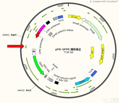 关于起始密码子GUG的探究 启动子 起始密码子